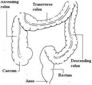 Diagram of the bowel